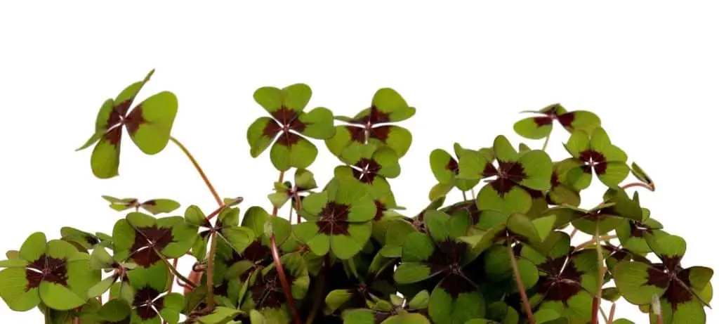 four leaf clover