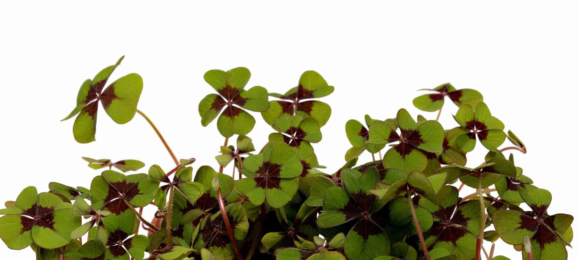four leaf clover